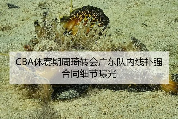 CBA休赛期周琦转会广东队内线补强合同细节曝光